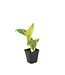Canna Tropicana | Vivace tropicale flamboyante pour jardin ensoleillé