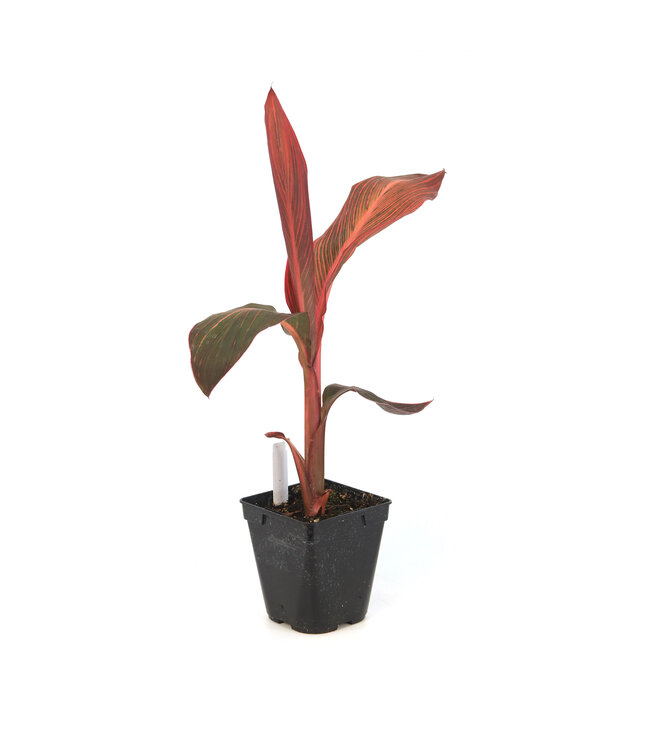 Canna Tropicana | Vivace tropicale flamboyante pour jardin ensoleillé