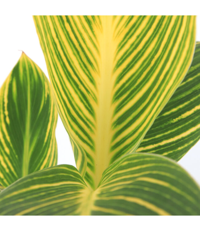 Canna Tropicana | Vivace tropicale flamboyante pour jardin ensoleillé