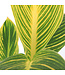 Canna Tropicana | Vivace tropicale flamboyante pour jardin ensoleillé