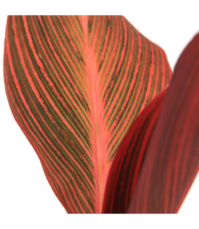 Canna Tropicana | Vivace tropicale flamboyante pour jardin ensoleillé
