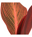 Canna Tropicana | Vivace tropicale flamboyante pour jardin ensoleillé