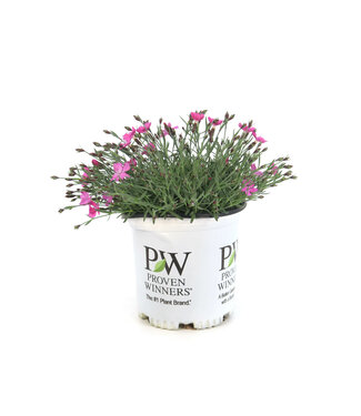 Dianthus Paint the town Magenta