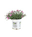 Dianthus Paint the town Magenta | Vivace pour un jardin éclatant de couleurs