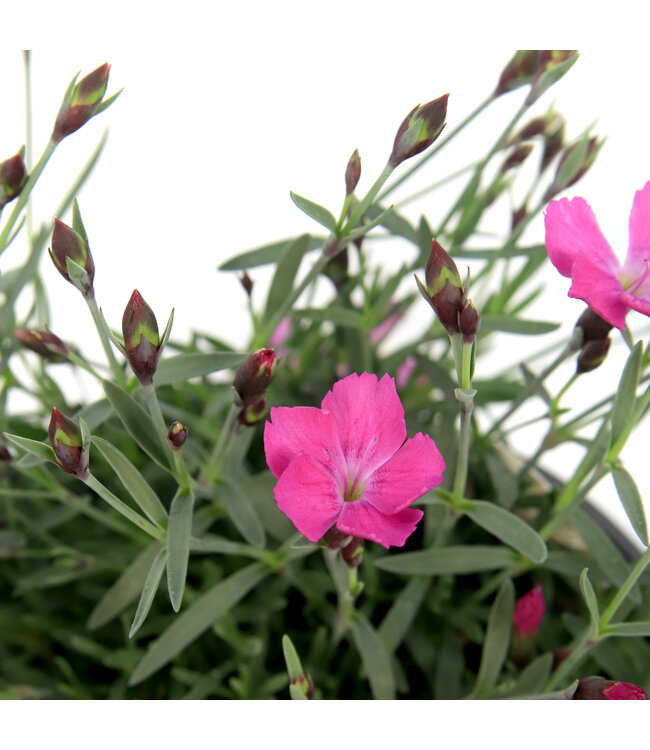 Dianthus Paint the town Magenta | Vivace pour un jardin éclatant de couleurs