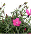 Dianthus Paint the town Magenta | Vivace pour un jardin éclatant de couleurs