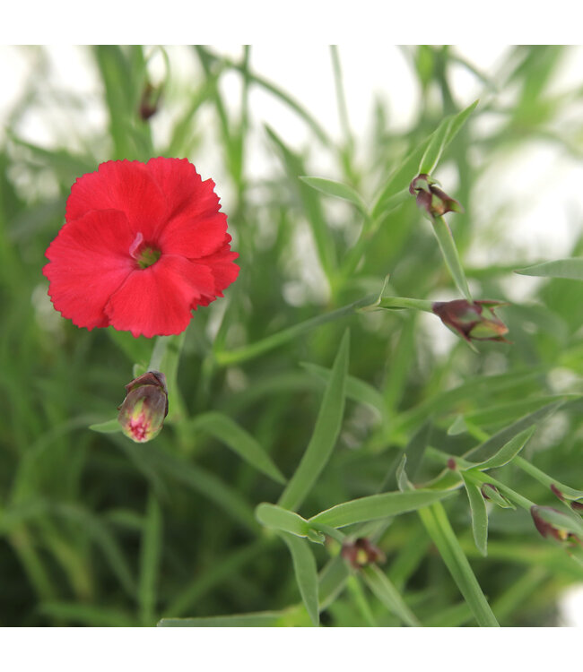 Dianthus Paint the town red | Vivace pour un jardin éclatant de couleurs