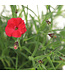 Dianthus Paint the town red | Vivace pour un jardin éclatant de couleurs
