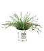 Dianthus Paint the town red | Vivace pour un jardin éclatant de couleurs