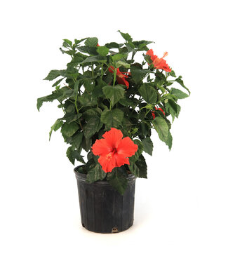 Hibiscus buisson