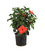 Hibiscus buisson | Plante fleurie intérieure et extérieure pour la maison