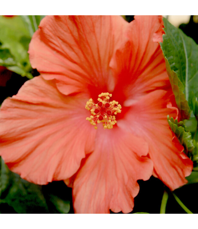 Hibiscus buisson | Plante fleurie intérieure et extérieure pour la maison
