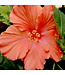 Hibiscus buisson | Plante fleurie intérieure et extérieure pour la maison