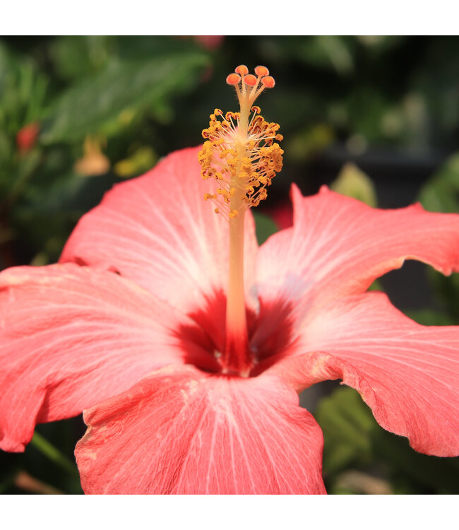 Hibiscus buisson | Plante fleurie intérieure et extérieure pour la maison