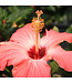 Hibiscus buisson | Plante fleurie intérieure et extérieure pour la maison