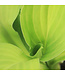 Hosta August Moon | Vivace pour un environnement verdoyant