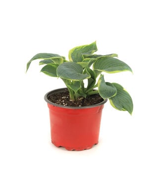 Hosta Frances William