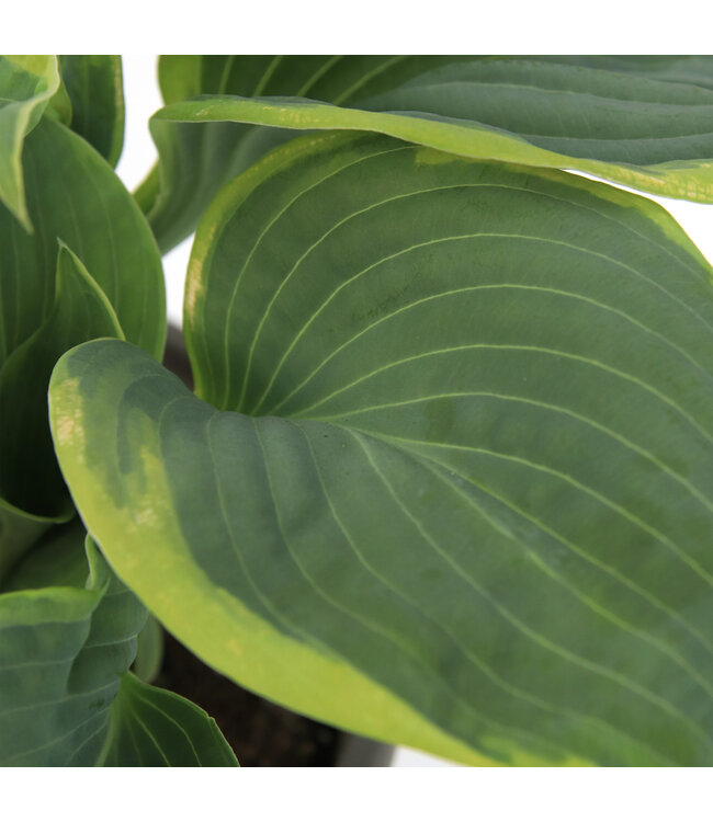 Hosta Frances William | Vivace majestueuse pour jardin ombragé