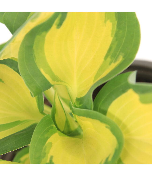 Hosta Great Expectations | Vivace élégante pour jardin ombragé