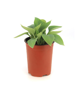 Hosta Halcyon
