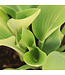 Hosta Halcyon | Vivace élégante pour jardin