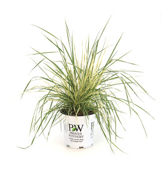 Festuca Perfect Edging