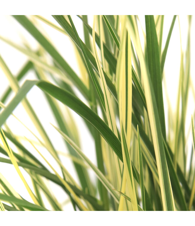 Festuca Perfect Edging | Graminée ornementale pour le jardin