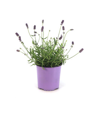 Lavandula Super Blue