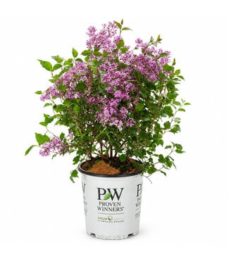 Syringa Bloomerang  Dark Purple