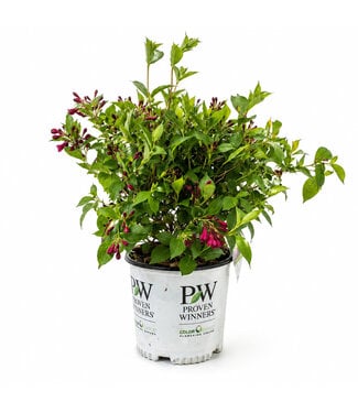 Weigela Sonic Bloom Pink