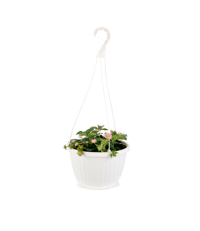 Jardinière fraise 10 po | Récoltez vos fraises fraîches