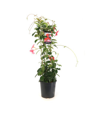 Mandevilla Tricolore