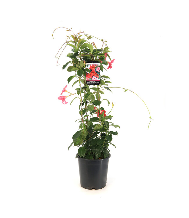 Mandevilla Tricolore | Douceur grimpante d'été