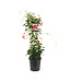 Mandevilla Tricolore | Douceur grimpante d'été