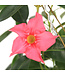 Mandevilla Tricolore | Douceur grimpante d'été