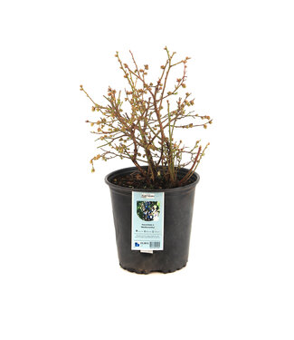 bleuets northcountry 2gal