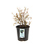 Bleuets Northcountry 2gal | Arbuste compact à petits fruits pour jardin gourmand