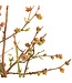 Bleuets Northcountry 2gal | Arbuste compact à petits fruits pour jardin gourmand