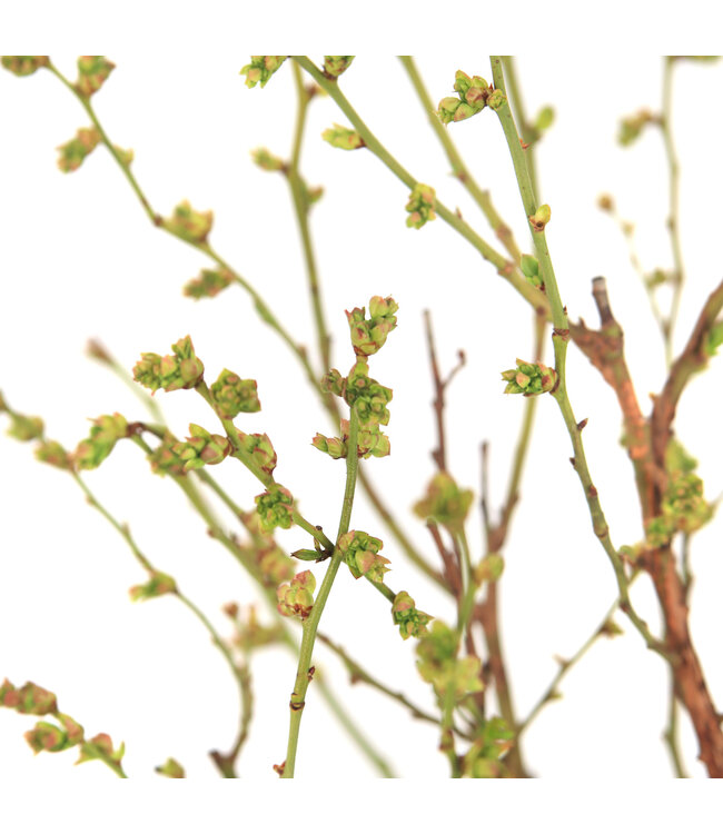 Bleuet Duke | Arbuste à petits fruits hâtifs pour jardin gourmand