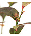 Bleuet Eliott  | Plant à petits fruits pour jardin gourmand
