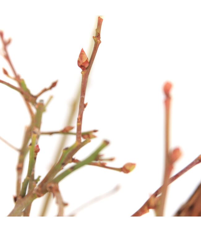 Bleuet Toro | Arbuste à petits fruits pour jardin gourmand