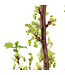 Gadeliers Red lake 2 gal | Arbuste à petits fruits rouges pour jardin gourmand