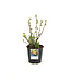 gadeliers red lake 2 gal