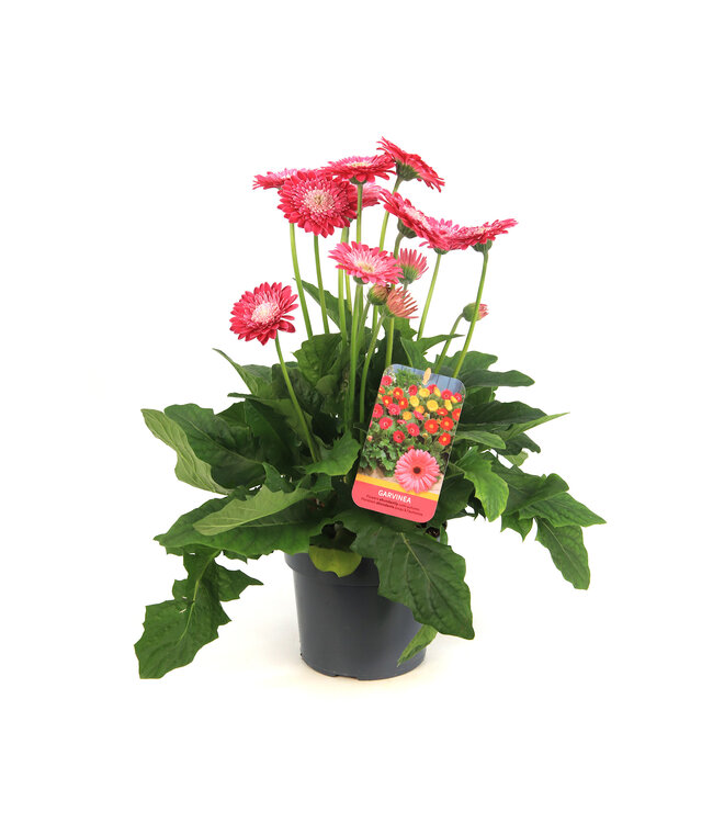 Gerbera Garvinea Sweet | Plante fleurie pour le jardin & la maison