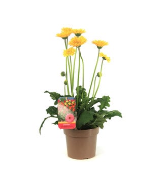 Gerbera Garvinea Sweet