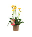 Gerbera Garvinea Sweet | Plante fleurie pour le jardin & la maison