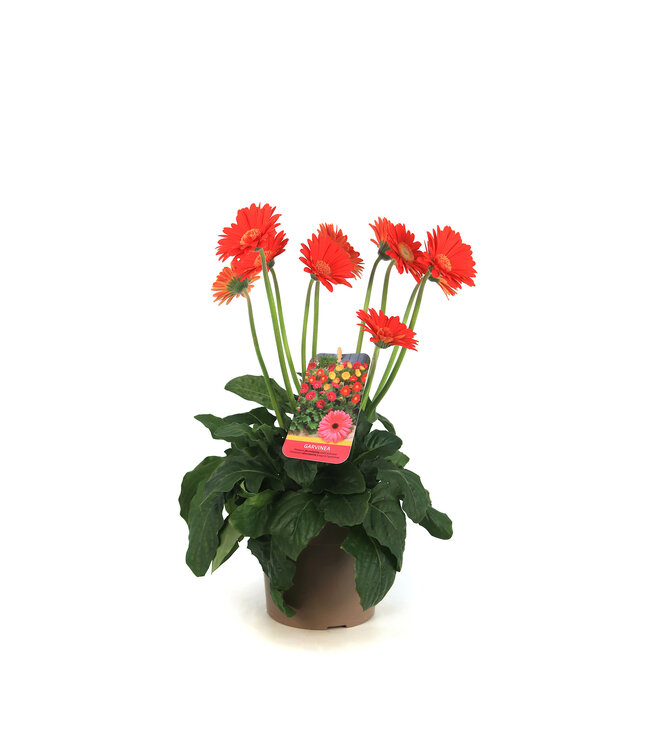 Gerbera Garvinea Sweet | Plante fleurie pour le jardin & la maison