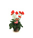 Gerbera Garvinea Sweet | Plante fleurie pour le jardin & la maison