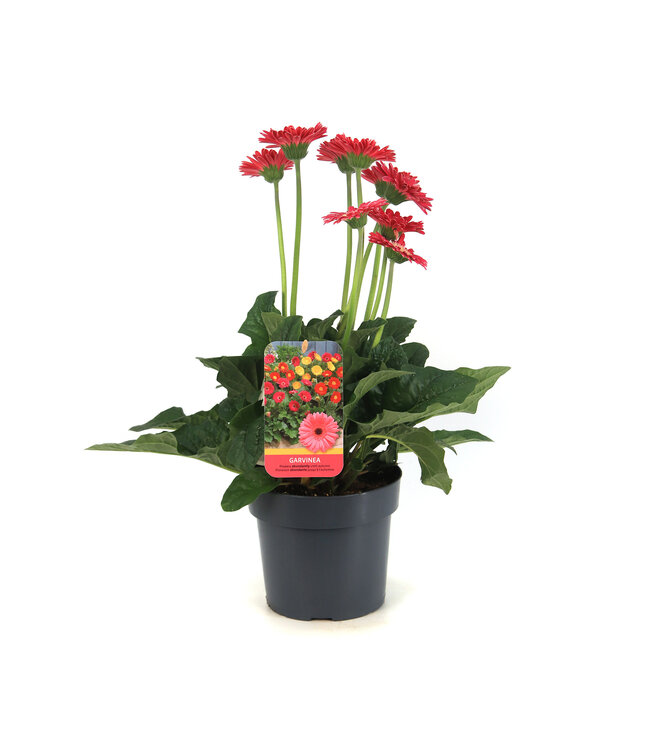 Gerbera Garvinea Sweet | Plante fleurie pour le jardin & la maison
