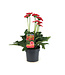 Gerbera Garvinea Sweet | Plante fleurie pour le jardin & la maison
